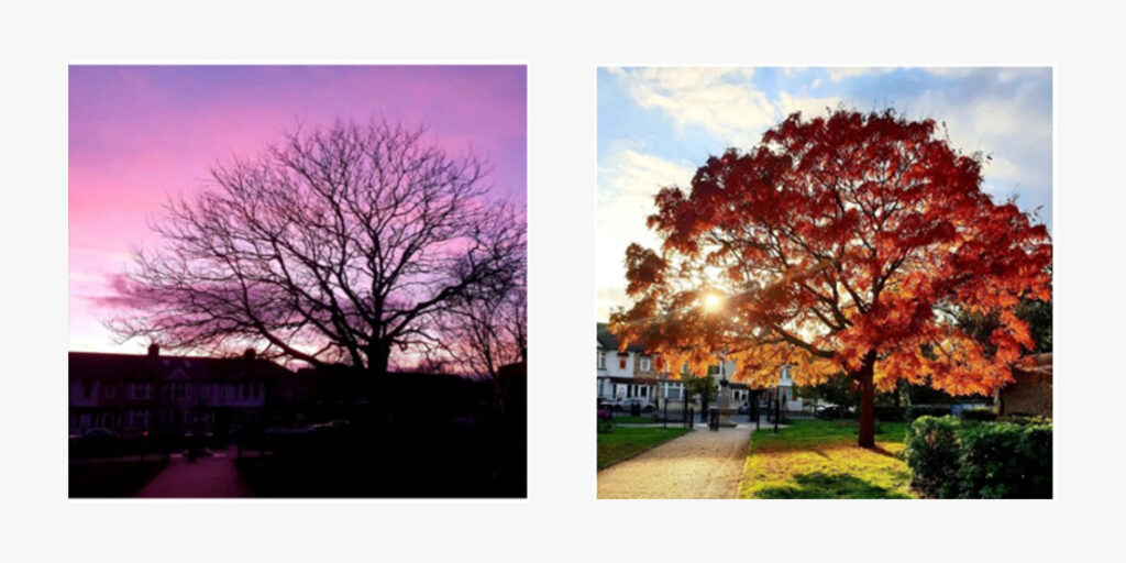 Two different images of a tree. One with and one without leaves.